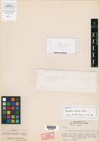 Image result for Syngonanthus wahlbergii