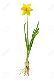 Plant the onion sets directly into the ground with the pointy end up, as the roots will grow from the rounded end. Yellow Daffodil With Onion And Flower Isolated On White Stock Photo Picture And Royalty Free Image Image 98923645