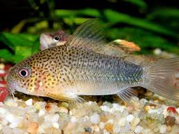 Corydoras Polystictus Aquarium Fish Tiger Fish Aquarium Catfish