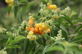 Image result for Kraussia floribunda