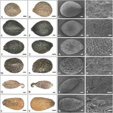 Image result for Achyrospermum laterale