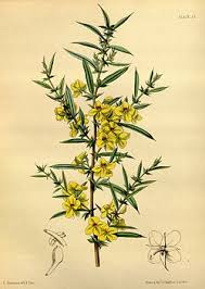 Image result for Englerodendron mengei