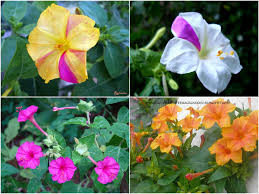Pin On Flowers Of Bangladesh