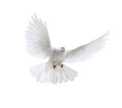 Pigeon Png Images Free Pigeon Png Pictures Download Holy Spirit Dove Png Images Clip Art Download free pigeon fly png with transparent background. download holy spirit dove png images