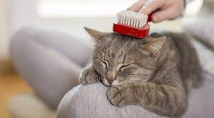 Halılardan kedi tüyleri nasıl arındırılır? Butun Detaylariyla Kedi Bakimi Nasil Yapilir Eksi Seyler