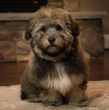 Havanese dogs for sale in michigan. Nicole S Havanese Home Facebook