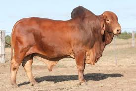 Queensland, agricultural pastoral and mineral resources, 1959. Brahman Bulls For Sale Queensland Rockley Brahmans