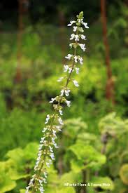 Image result for Coleus hadiensis