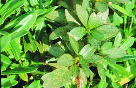 Rhododendrons and azaleas prefer similar growing conditions: Azalea Pests And Diseases Agriculture And Food