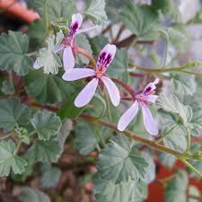 Image result for Pelargonium grossularioides