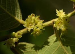 Image result for Bridelia mollis