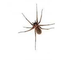 There charles put on a common man's clothes, cut his hair short and blackened his face with soot. 5 Things To Know About The Portland Hobo Spider The Killers Pest Control