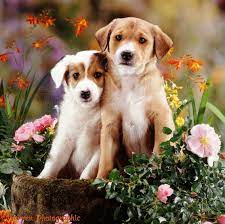 Puppies and flowers is a digital palette cleanser. Dogs Border Collie Pups With Flowers Photo Wp08739