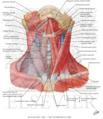 It has been derived from the latin word cervical which means of the neck.. Atlas Of Human Anatomy 2nd Edition