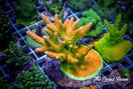 Image result for Cremaspora triflora