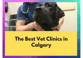 24 hour emergency animal hospital in north olmsted on yp.com. The 8 Best Vet Clinics In Calgary 2021