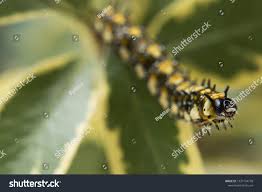 Australian Caterpillar On Branch Stock Photo Edit Now