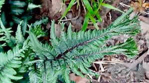 Image result for Athyrium newtonii
