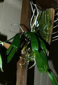 Image result for Eggelingia ligulifolia