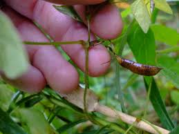 Image result for Amphicarpaea africana