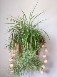 Why Does My Spider Plant Have Brown Tips Smart Garden Guide In 2020 Plants Grown In Water Plants Spider Plants