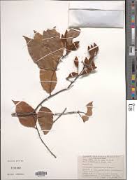 Image result for Ellipanthus