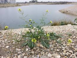 Image result for Erucastrum