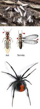 We specialize in hotels, motels, restaurants our pest control services include: Pest Control Services Pest Control Myrtle Beach Cpm Complete Pest Management Myrtle Beach Bed Bug Exterminators Cockroach Exterminators Rodent Exterminators Termite Contracts All Pests Removed 843 457 7364