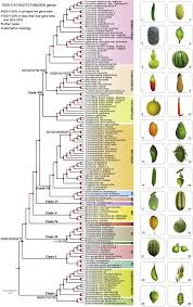 Image result for Cucurbitaceae