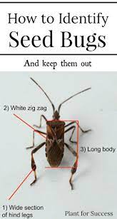 How To Identify Seed Bugs Lawn Care Tips Garden Pest Control Seeds