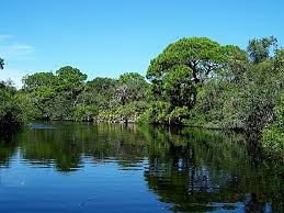 Check spelling or type a new query. Oscar Scherer State Park A Florida State Park Located Near Bradenton Englewood And Nokomis