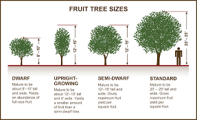 Avocado Tree Size Chart Best Tree In The Forest
