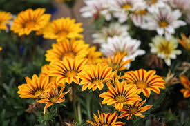 Maybe you would like to learn more about one of these? February In The Garden Life Is A Garden