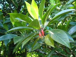 Image result for Bruguiera