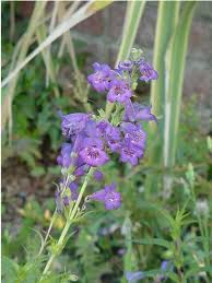 Image result for Penstemon