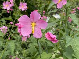 Image result for Kosteletzkya grantii