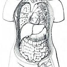 edit on wikidata the torso or trunk is an anatomical term for the central part or core of many animal bodies. Inked Line Drawing Of The Anatomy Of The Human Torso Light And Shadow Download Scientific Diagram