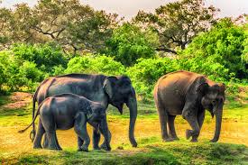 Elephant Safari In Udawalawa Africa Wildlife Wildlife Tourism Elephant Sri lanka, beach, seashore photography, palms, ocean. pinterest