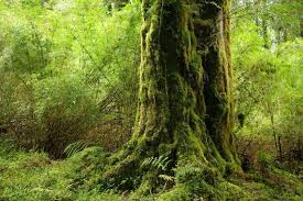 Resultado de imagen para alerce andino national park