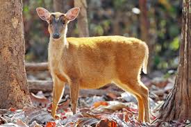 The muntjac deer was introduced into the uk from china in the 20th century. My Weird Pet A Muntjac Almost The World S Smallest Deer So Cute Hubpages