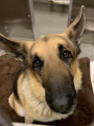 You can find these rescues near the airport, downtown columbus (centered around main street). Urgent Rescue Wanted For Surrendered German Shepherd With Special Needs Pet Rescue Report
