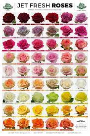 Rose Chart Rose Varieties Rose Color Meanings Flower Chart