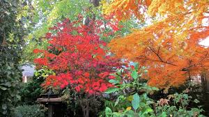 In reality, there is no such thing as an indoor tree make pruning a regular task, rather than leaving your bonsai to overgrow. Long Island Bonsai Society Home Facebook