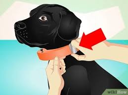 (a) using precision and know exactly how to train a dog with a. How To Use An Electronic Dog Training Collar 10 Steps