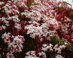 Image result for Jasminum pauciflorum