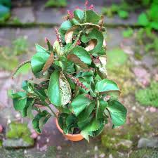 Image result for Acalypha paucifolia