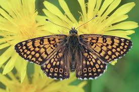 Image result for Melitaea cinxia