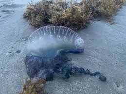 The syphonophore, the portuguese man of war: Watch Your Step Portuguese Man O War On Two Beaches