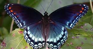 Black And Red Caterpillar Michigan Red Spotted Purple Limenitis Arthemis The Red Spotted Purple Is Resident From Florida Westward To Butterfly Species Most Beautiful Butterfly Butterfly Photos