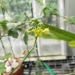 Image result for Coccinia mildbraedii